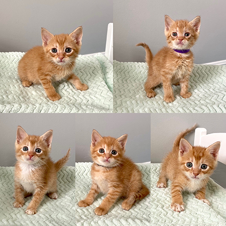 Penny's Kittens